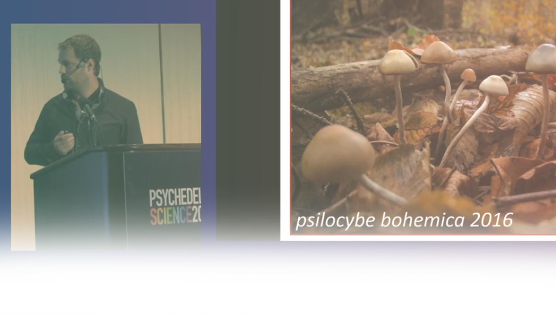 Tomas Palenicek: Effects of Psilocybin on Perception & EEG/fMRI Correlates of Psychedelic Experience